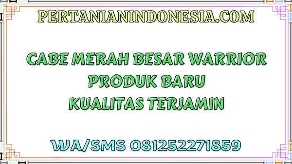 Cabe Merah Besar Warrior Produk Baru Kualitas Terjamin